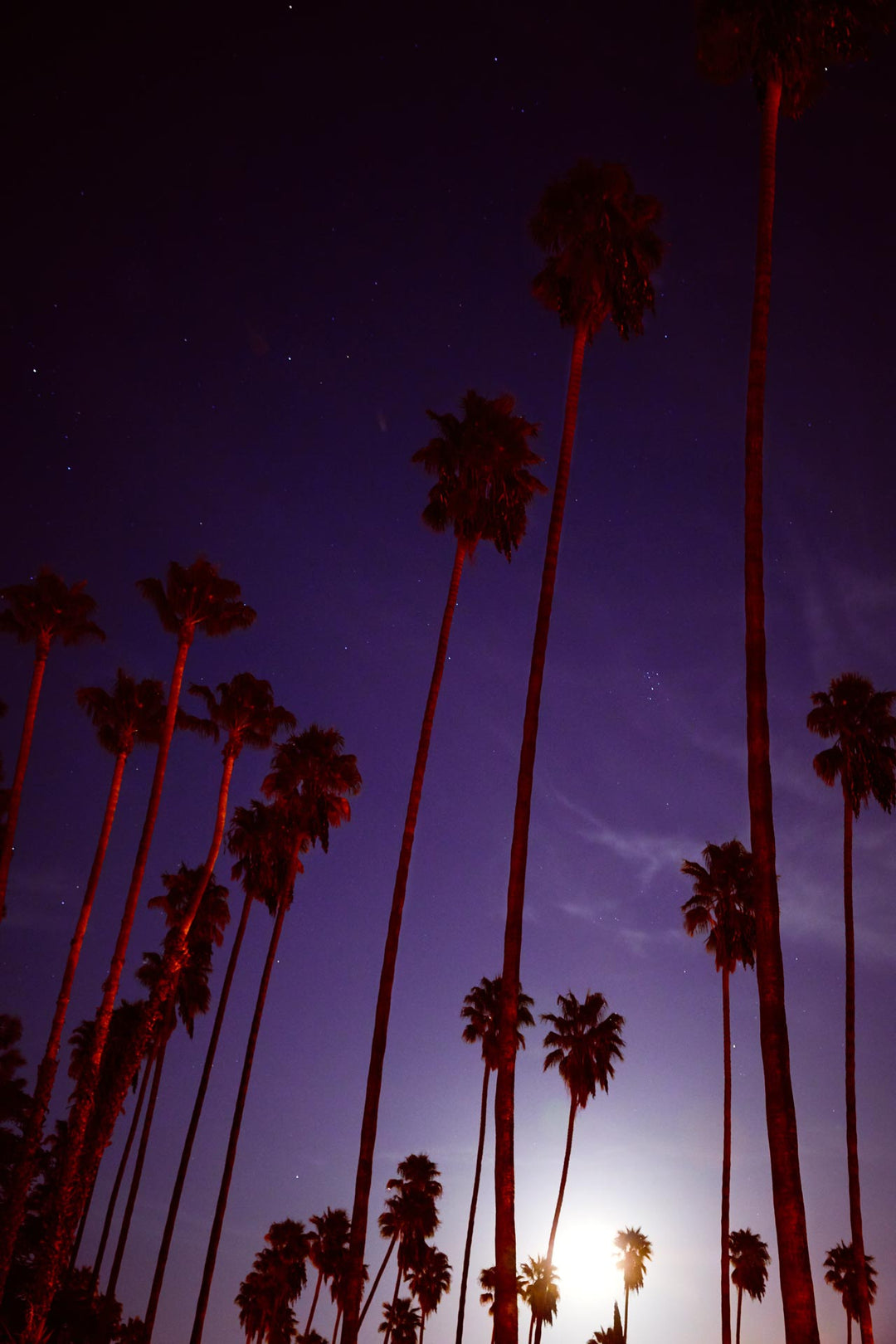 Supermoon & Palmtree - Amanda Friedman by Amanda Friedman at White Label Project