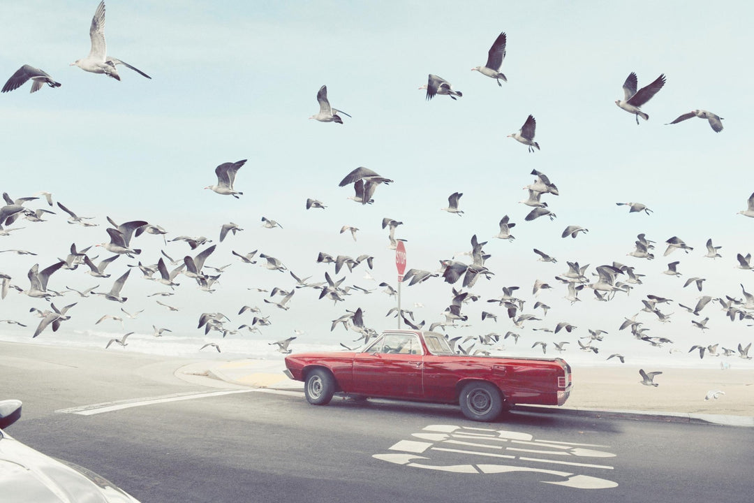 The Seagulls - Kai - Uwe Gundlach by Kai - Uwe Gundlach at White Label Project